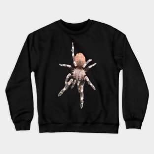 Nhandu chromatus Sticker Tarantula Spider Arachnid Crewneck Sweatshirt